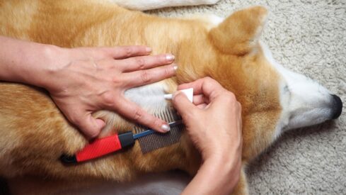 Pet owners weigh in on flea and tick treatments