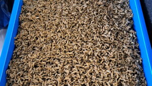 Black soldier larvae.