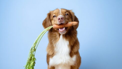 Vegan pets: what does the data say?