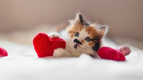 Valentine’s Day becomes a real retail moment for pet brands
