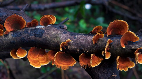 Food for thought: nutrition that boosts brain power