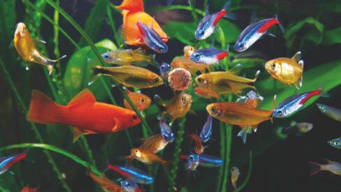 Growth driven by innovation and nature