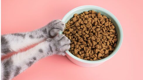 How safe are pet food additives?