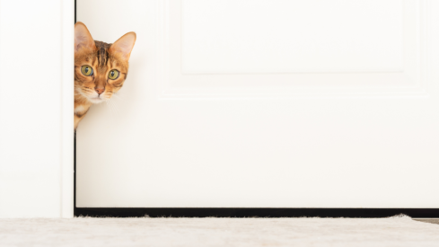 Understanding Canadian pet parents