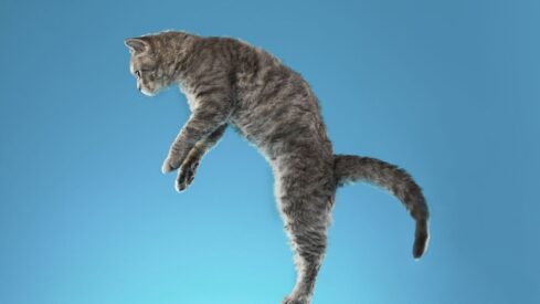 Putting a spring in feline joint health