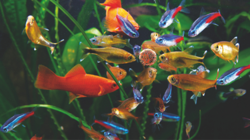 Growth driven by innovation and nature