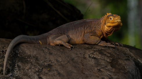 Tackling the exotic pet trend