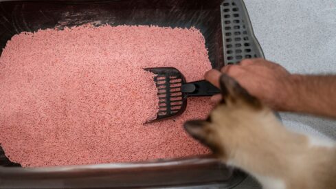 Pick of the litter: the latest in cat waste solutions