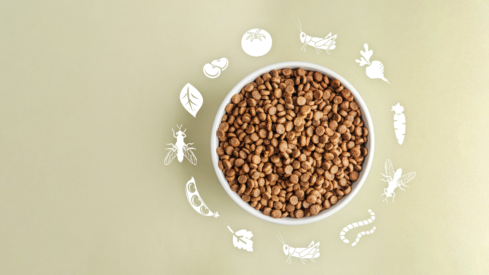 The implications of insect meal for pet food texture