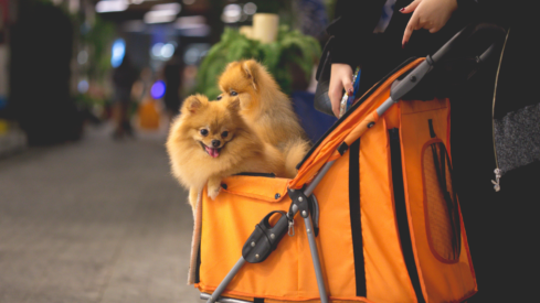 Kids vs pets: a growing gap