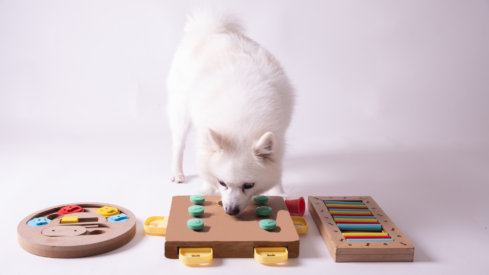 Function over fun: interactive pet toys shift toward enrichment