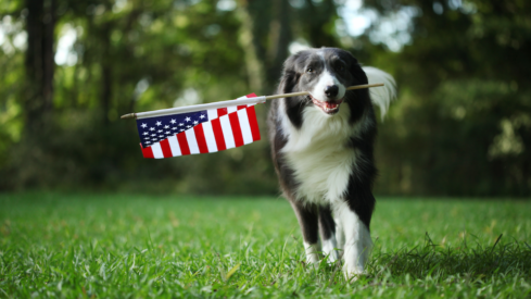 8B: US pet industry maintains steady growth through 2025