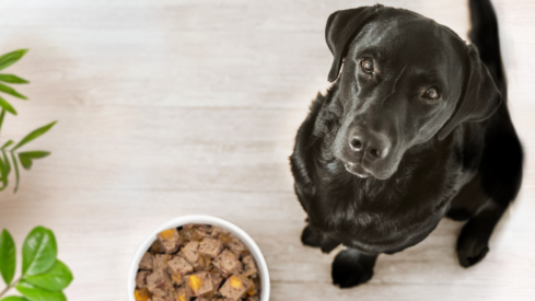 A bigger stage for strong brands: Spectrum Brands Pet Care expands its Interzoo presence