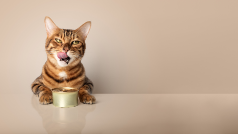 South Africa’s pet industry heats up with new acquisitions