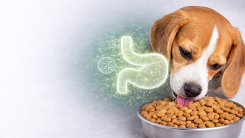 Can plasma be the key to dog microbiome health?