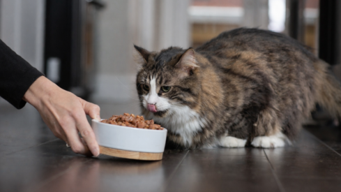 How can palatants influence the texture of wet cat food?