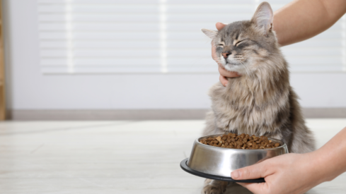 Data: Pet food toppers are gaining popularity, especially among picky eaters