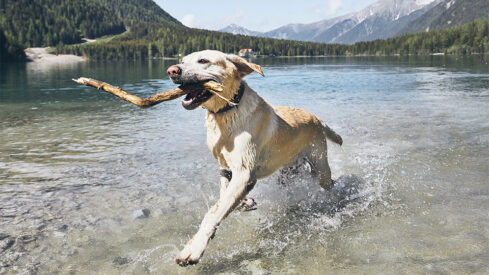 The breakthrough ingredient for pet mobility