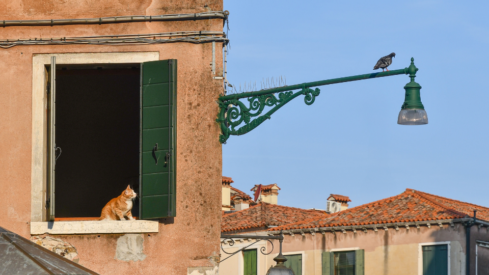 Italian pet market 2025 (I): cat food and specialized retail drive a €5.3 billion industry