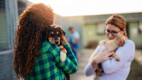 Gen Z and Millennials show stronger interest in large dogs, but smaller pets are adopted sooner