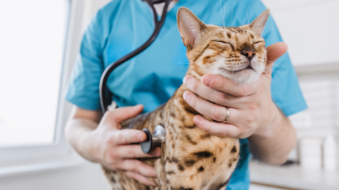 Dutch regulator proposes tighter vet sector rules after investigation