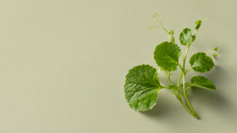 Mycoprotein and green leaf protein gain early commercial traction in pet food