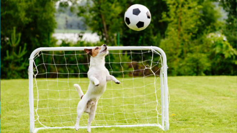 World Cup 2026 fuels rise of pet-themed merchandise