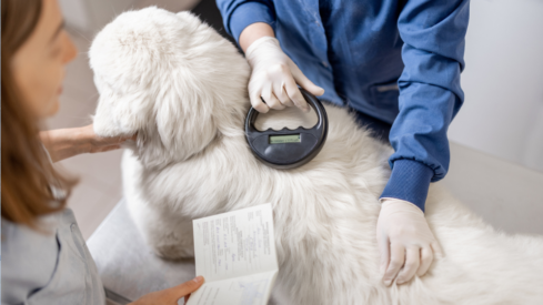 EU: new pet laws strengthen traceability, welfare, breeding and cross-border travel