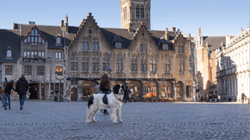 Belgium: More than 60% of households own a pet in 2026