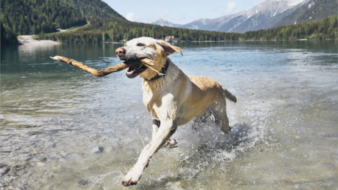 Myths in pet joint health: 4 ‘beliefs’ debunked