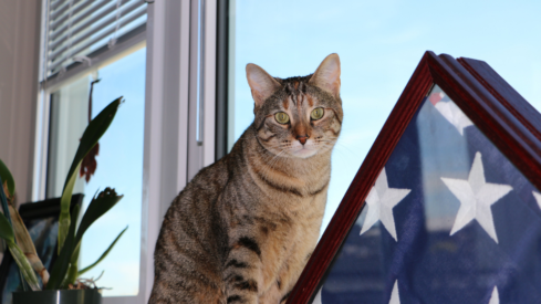 US pet parents cut back on personal spending to support pets