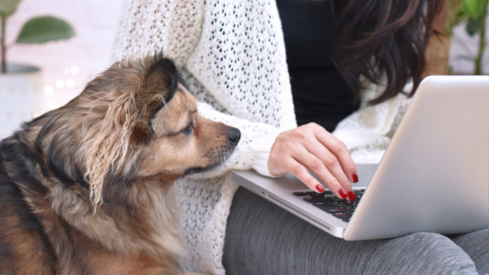 Pet food e-commerce triples in Latin America as digital adoption reshapes the market