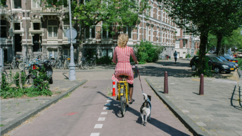 Pet ownership steady at 44% as pet population grows in the Netherlands