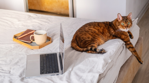 Millennials and Gen X drive online pet care growth in the US