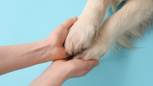 Startup accelerators open new cohorts to finance pet innovation