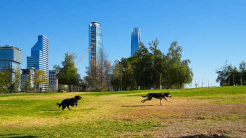 Chile pet market (I): 3 out of 4 adults have pets, marking a surge from 2024