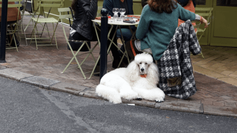 French pet market (II): Pet ownership holds steady at 60% despite slight population decline