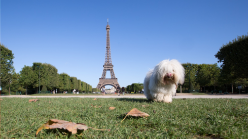 French pet market (I): Pet food holds steady at €4.8bn, exports drive nearly half of production