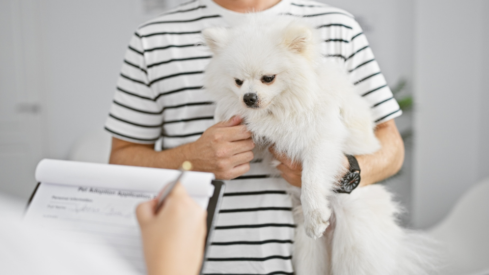 Canada: Pet insurance growth slows despite record year