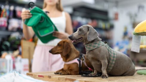 High satisfaction meets rising expectations in Germany’s pet retail sector