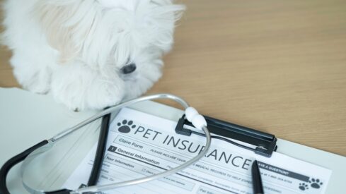 US: Pet insurance hits record levels in 2025