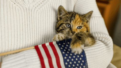 US states roll out new rules on pet sales, veterinary care and animal welfare