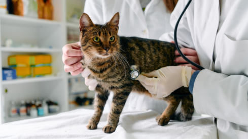 2023–2025: Cats gain ground in US vet clinics as visit volumes decline