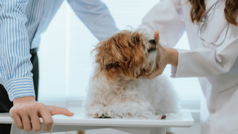 Pets come first: US pet parents cut lifestyle spending as care costs rise