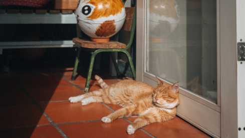 Cats overtake dogs as Taiwan’s top pets for the first time