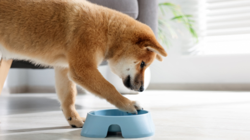Buddy Bites secures .2M funding as it targets Taiwan expansion