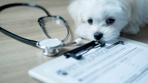 Pet insurance partnerships expand across new channels
