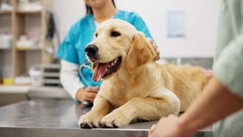 Trupanion bets on pet acquisition to reignite enrollment growth