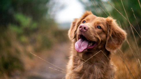 The vitamin missing from most canine gut supplements