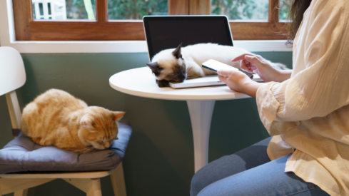 Analysis: E-commerce surge in MENA region opens new opportunities for pet retailers